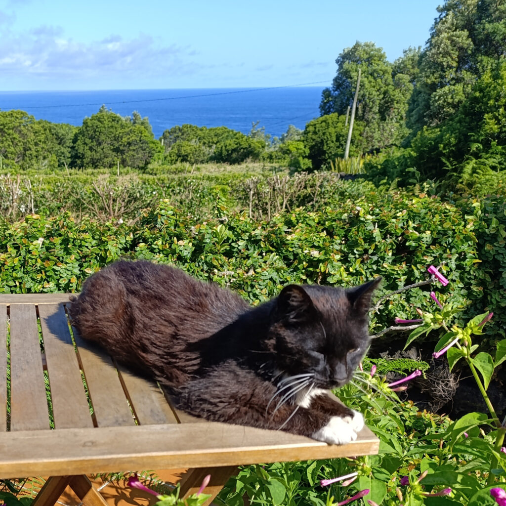 wasserstoffreiches wasser katze